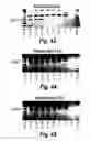 Fig. 19 - Antisense molecules and methods for treating pathologies