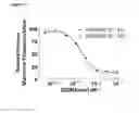 Fig. 28 - PDGF and VEGF aptamers having improved stability and their use in treating PDGF and VEGF mediated diseases and disorders