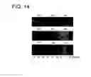 Fig. 14 - Conserved HBV and HCV sequences useful for gene silencing