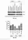 Fig. 04 - Methods and Compositions for the Treatment of Prostate Related Disorders using miR-106b