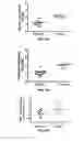 Fig. 06 - Methods and Compositions for the Treatment of Prostate Related Disorders using miR-106b