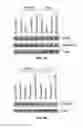 Fig. 03 - Methods and Compositions for the Treatment of Prostate Related Disorders using miR-32