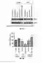 Fig. 04 - Methods and Compositions for the Treatment of Prostate Related Disorders using miR-32