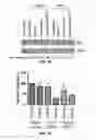 Fig. 05 - Methods and Compositions for the Treatment of Prostate Related Disorders using miR-32
