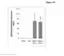 Fig. 11 - Compositions and methods for increasing erythropoietin (EPO) production