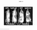 Fig. 27 - Compositions and methods for increasing erythropoietin (EPO) production