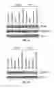Fig. 03 - Methods and Compositions for Increasing the Efficacy of Doxorubicin Treatment in the Treatmentof Prostate Related Disorders using miR-106b-25 Cluster