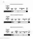 Fig. 10 - Plant regulatory elements from the UBQ10 gene of C. lacryma-jobi