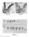 Fig. 05 - Method for promoting an increase in plant biomass, productivity and drought resistance