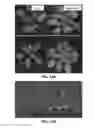 Fig. 12 - Method for promoting an increase in plant biomass, productivity and drought resistance