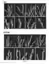Fig. 08 - Method of inhibiting sprouting in plant tissues