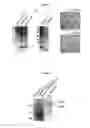 Fig. 06 - Expression Tools for Multiprotein Applications