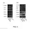 Fig. 04 - Method for production of reprogrammed cell using chromosomally unintegrated virus vector