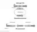 Fig. 18 - Microorganisms for diterpene production