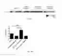 Fig. 06 - Esophageal microRNA expression profiles in eosinophilic esophagitis
