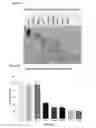 Fig. 05 - Diagnostic markers for treating cell proliferative disorders with telomerase inhibitors
