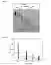 Fig. 06 - Diagnostic markers for treating cell proliferative disorders with telomerase inhibitors