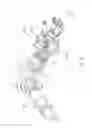 Fig. 03 - FUEL UNIT PUMP AND INTERNAL COMBUSTION ENGINE COMPRISING IT