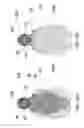 Fig. 07 - Rate responsive, stretchable devices further improvements