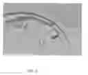 Fig. 06 - LIGHT FOR KEYPAD BEZEL