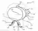 Fig. 01 - ADAPTER DEVICE FOR RETROFITTING IN LIGHTING ARRANGEMENTS
