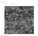 Fig. 01 - Camouflage Covering With Embedded Indicia