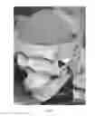 Fig. 05 - Full head surrogate with live neurons for helmet testing and evaluation