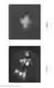 Fig. 07 - Microanalysis of cellular function