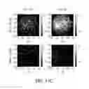 Fig. 13 - Microfluidic electrochemical device and process for chemical imaging and electrochemical analysis at the electrode-liquid interface in-situ