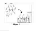 Fig. 04 - COMPETITIVE ENZYMATIC ASSAY