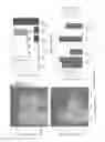 Fig. 29 - Systems and Methods Related to Optical Nanosensors Comprising Photoluminescent Nanostructures