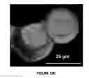 Fig. 40 - Electrical Cell-substrate Impedance Sensor (ECIS)