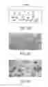 Fig. 04 - THREE-DIMENSIONAL TRANSGLUTAMINASE-CROSSLINKED HYDROGEL FOR TUMOR ENGINEERING