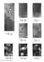 Fig. 05 - THREE-DIMENSIONAL TRANSGLUTAMINASE-CROSSLINKED HYDROGEL FOR TUMOR ENGINEERING