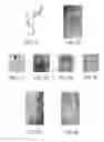 Fig. 09 - THREE-DIMENSIONAL TRANSGLUTAMINASE-CROSSLINKED HYDROGEL FOR TUMOR ENGINEERING