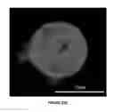 Fig. 37 - Electrical cell-substrate impedance sensor (ECIS)