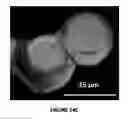 Fig. 40 - Electrical cell-substrate impedance sensor (ECIS)