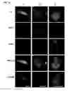 Fig. 09 - METHODS FOR PREDICTING OVERALL SURVIVAL OF CANCER PATIENTS BASED ON NUMBERS OF CIRCULATING TUMOR CELLS