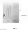 Fig. 16 - Conjugating molecules to particles