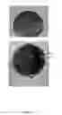 Fig. 19 - Conjugating molecules to particles