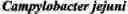 Fig. 13 - SECONDARY STRUCTURE DEFINING DATABASE AND METHODS FOR DETERMINING IDENTITY AND GEOGRAPHIC ORIGIN OF AN UNKNOWN BIOAGENT THEREBY