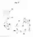 Fig. 30 - SECONDARY STRUCTURE DEFINING DATABASE AND METHODS FOR DETERMINING IDENTITY AND GEOGRAPHIC ORIGIN OF AN UNKNOWN BIOAGENT THEREBY