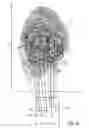 Fig. 07 - Fingerprint enrollment using touch sensor data
