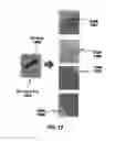 Fig. 14 - Method and apparatus for a high throughput rasterizer