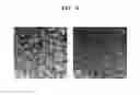 Fig. 10 - Negative active material and lithium battery including negative active material