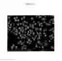 Fig. 08 - Positive active material for rechargeable lithium battery, method of preparing same and rechargeable lithium battery including same