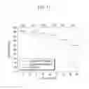 Fig. 20 - Positive active material for rechargeable lithium battery, method of preparing same and rechargeable lithium battery including same