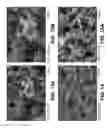 Fig. 07 - Non-PGM cathode catalysts for fuel cell application derived from heat treated heteroatomic amines precursors