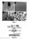 Fig. 03 - TEMPLATE DIRECTED FORMATION OF METAL NANOPARTICLES AND USES THEREOF
