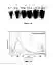 Fig. 14 - TEMPLATE DIRECTED FORMATION OF METAL NANOPARTICLES AND USES THEREOF